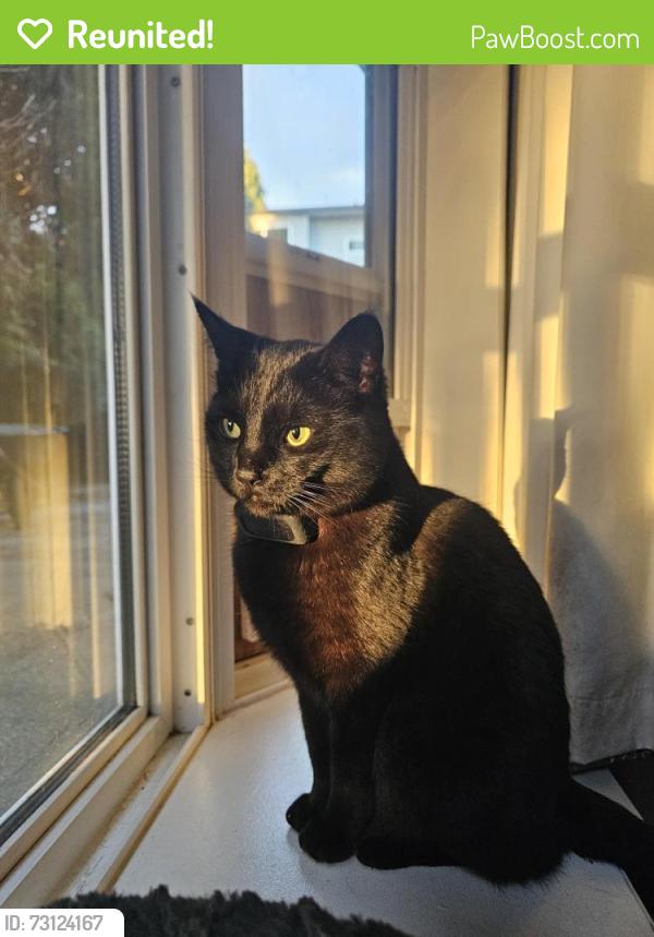 Reunited Male Cat last seen Jolly Coachman, Pitt Meadows, BC V3Y 1X3