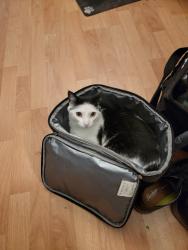 Lost Male Cat last seen Delacy Ave/Pacheco Blvd, Martinez, CA 94553, Martinez, CA 94553