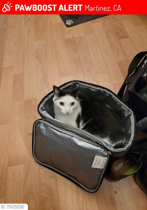 Lost Male Cat last seen Delacy Ave/Pacheco Blvd, Martinez, CA 94553, Martinez, CA 94553