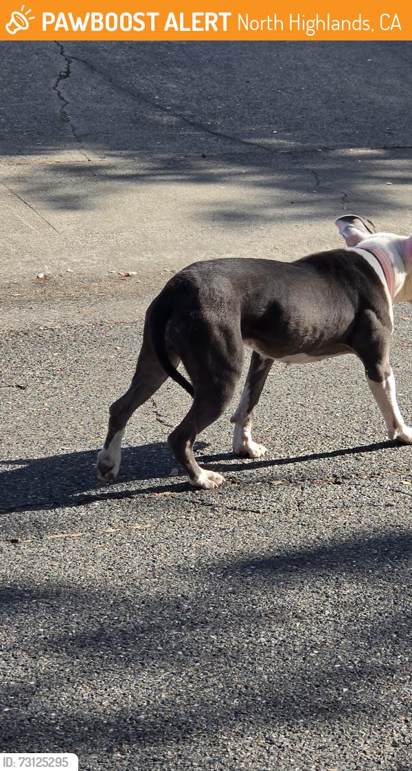 Found/Stray Female Dog last seen Pasadena Ave and Pasarobles dr, North Highlands, CA 95841