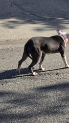 Found/Stray Female Dog last seen Pasadena Ave and Pasarobles dr, North Highlands, CA 95841