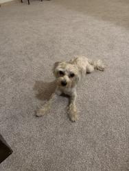 Reunited Male Dog last seen Found near MLK and McKinnley, Milwaukee, WI 53202