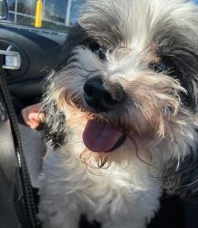Lost Male Dog last seen Jackson park, Hendersonville, NC 28792