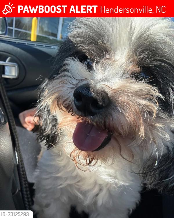 Lost Male Dog last seen Jackson park, Hendersonville, NC 28792