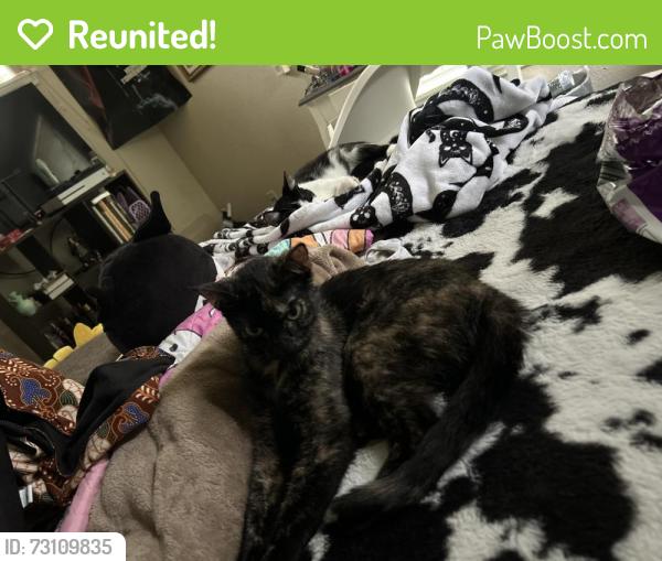 Reunited Female Cat last seen Greenlee St, Fort Worth, TX 76112, USA, Fort Worth, TX 76112