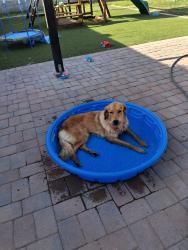 Found/Stray Female Dog last seen Monterrey dr, Buckeye, AZ 85236