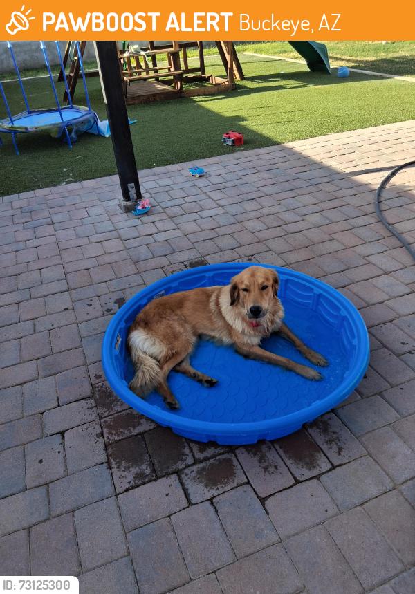 Found/Stray Female Dog last seen Monterrey dr, Buckeye, AZ 85236