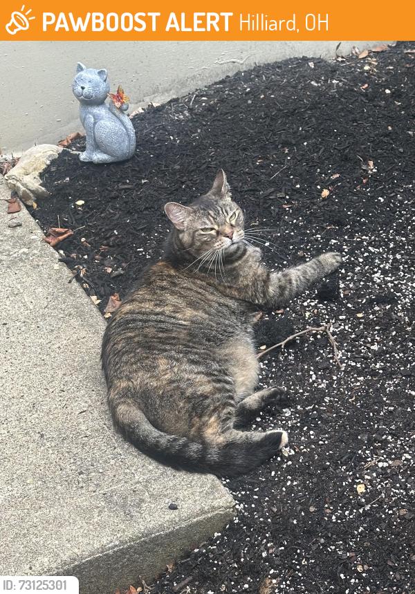 Found/Stray Unknown Cat last seen Near Shoal Creek Ln (Heritage Green apmts), Hilliard, OH 43026