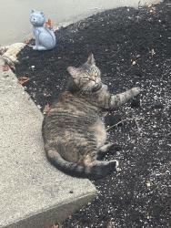 Found/Stray Unknown Cat last seen Near Shoal Creek Ln (Heritage Green apmts), Hilliard, OH 43026