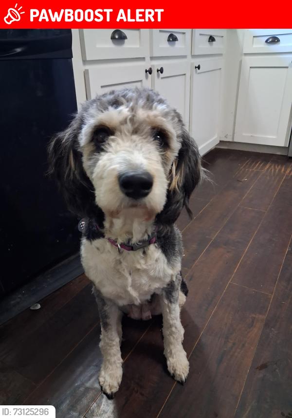 Lost Female Dog last seen Connor st. Centralia 98531, Thurston County, WA 98531