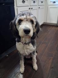 Lost Female Dog last seen Connor st. Centralia 98531, Thurston County, WA 98531