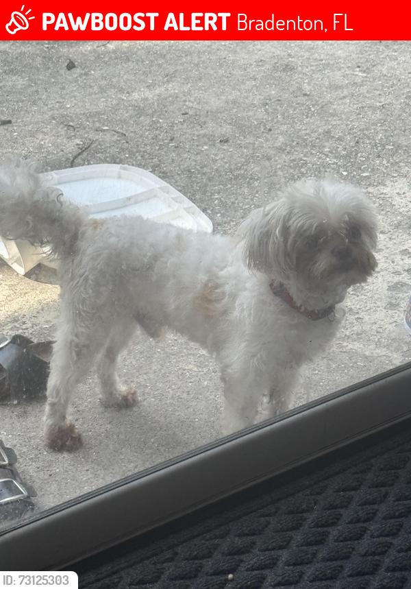 Lost Male Dog last seen 2nd Ave E Bradenton, Bradenton, FL 34205