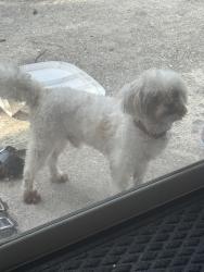 Lost Male Dog last seen 2nd Ave E Bradenton, Bradenton, FL 34205