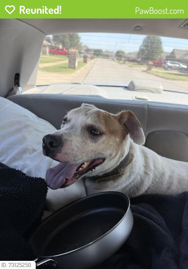 Reunited Male Dog last seen Near S Morgan Rd, Oklahoma City, OK 73128, USA, Oklahoma City, OK 73128