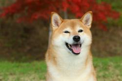 Reunited Male Dog last seen ann decatur, North Las Vegas, NV 89031