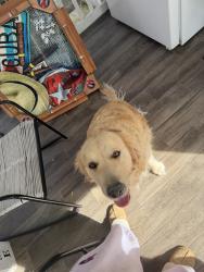 Reunited Female Dog last seen Near Old Faison Rd, Knightdale, NC 27545, USA, Knightdale, NC 27545