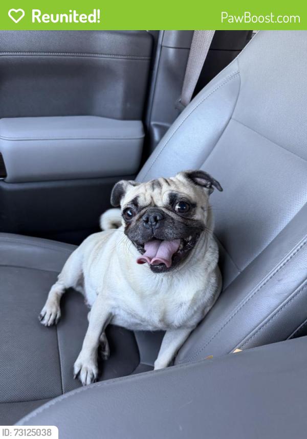 Reunited Female Dog last seen Near Las Vegas Blvd S, Las Vegas, NV 89109, USA, Las Vegas, NV 89109