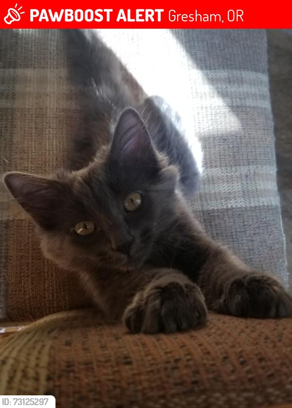 Lost Female Cat last seen SW Mawrcrest DR, Gresham, OR 97080