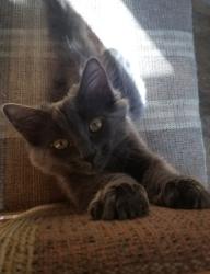 Lost Female Cat last seen SW Mawrcrest DR, Gresham, OR 97080