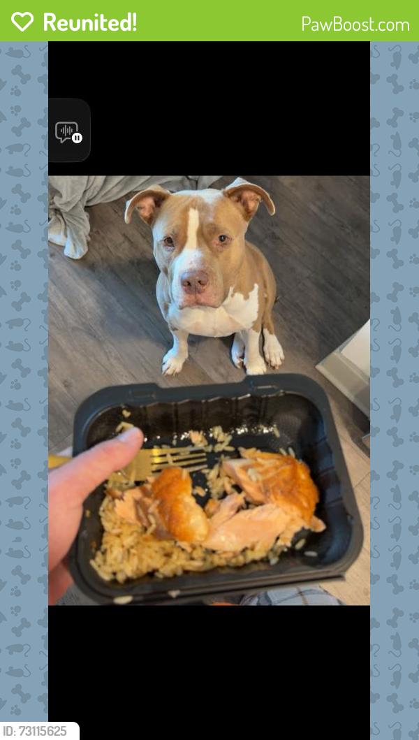 Reunited Female Dog last seen off 484 behind sonoco, Belleview Heights, FL 34491