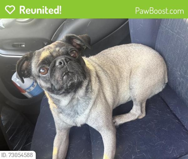Reunited Female Dog last seen Stone and 1st st, Tucson, AZ 85705