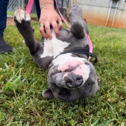 Shelter Stray Female Dog last seen , 328 Furman Hall Rd, Greenville, SC 29609, USA