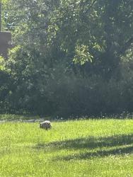 Found/Stray Unknown Dog last seen Hermosa dr se albuqurque, Albuquerque, NM 87108