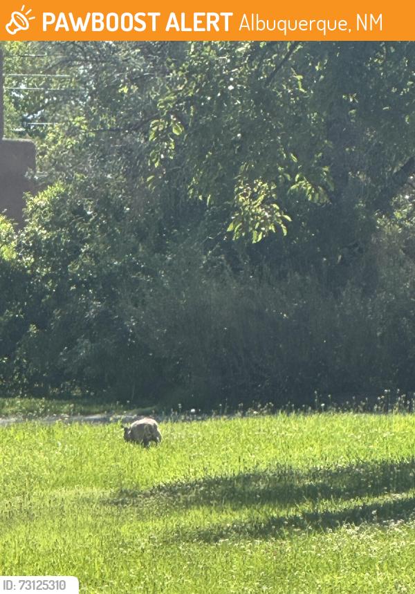 Found/Stray Unknown Dog last seen Hermosa dr se albuqurque, Albuquerque, NM 87108
