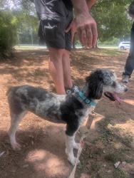 Reunited Female Dog last seen Icon Avondale apmts, Mountain Drive, Decatur, GA 30032