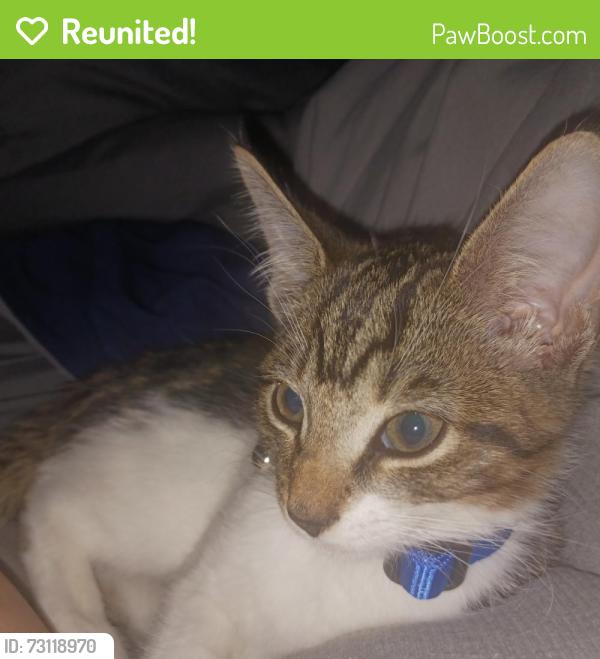 Reunited Male Cat last seen Ave J between 39th and 40th Street, Brooklyn, NY 11210