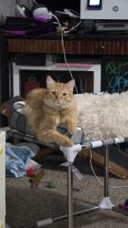 Reunited Male Cat last seen Near East irwin ave, Mesa, AZ 85204
