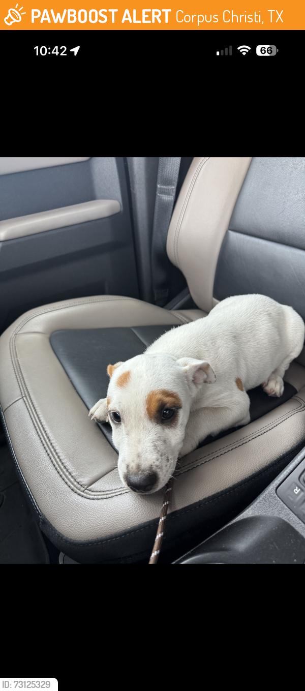 Found/Stray Unknown Dog last seen Stonegate Way and Flynn Parkway, Corpus Christi, TX 78411