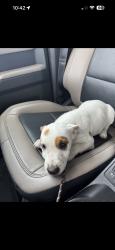Found/Stray Unknown Dog last seen Stonegate Way and Flynn Parkway, Corpus Christi, TX 78411