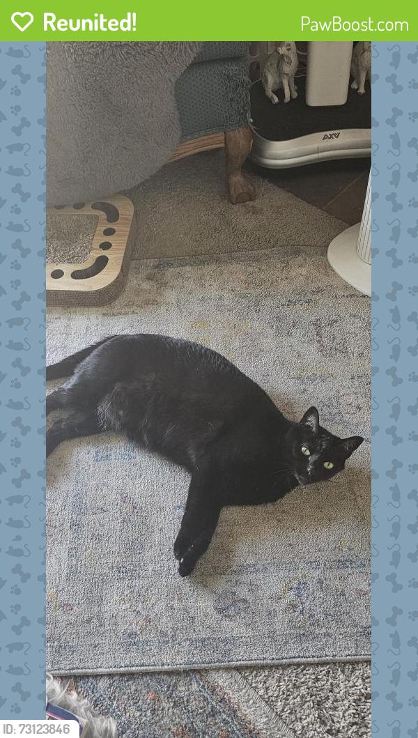 Reunited Female Cat last seen Amador Lakes apmts, Dublin, CA 94568