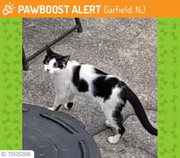 Found/Stray Unknown Cat last seen Clark st, Garfield, NJ 07026