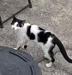 Found/Stray Unknown Cat last seen Clark st, Garfield, NJ 07026