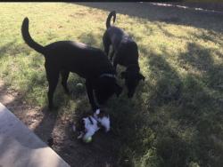 Reunited Female Dog last seen hmstd Dr, DeSoto, TX 75115