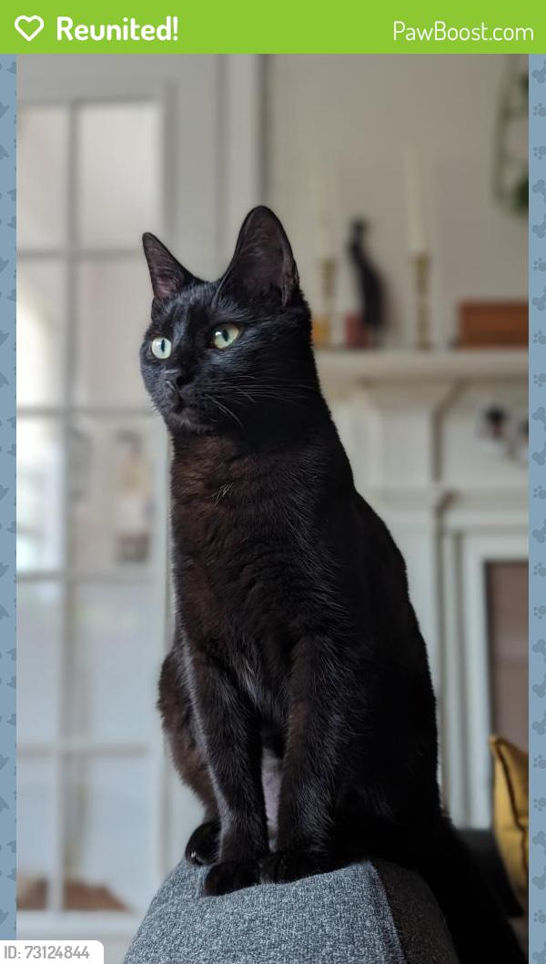 Reunited Female Cat last seen McMillan and Dade St, Charlotte, NC 28205