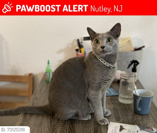 Lost Male Cat last seen Manchester Cambridge , Nutley, NJ 07110