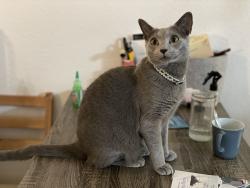 Lost Male Cat last seen Manchester Cambridge , Nutley, NJ 07110