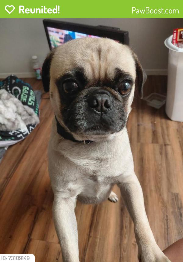 Reunited Male Dog last seen 59th ave and keim, Glendale, AZ 85301