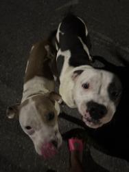 Reunited Male Dog last seen Walnut, Holly, Oak, Underwood, Great Falls, SC 29055