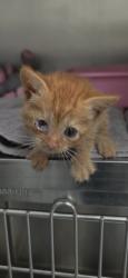 Shelter Stray Female Cat last seen Midwest City, 8485 E Reno Ave, Midwest City, OK 73110, USA