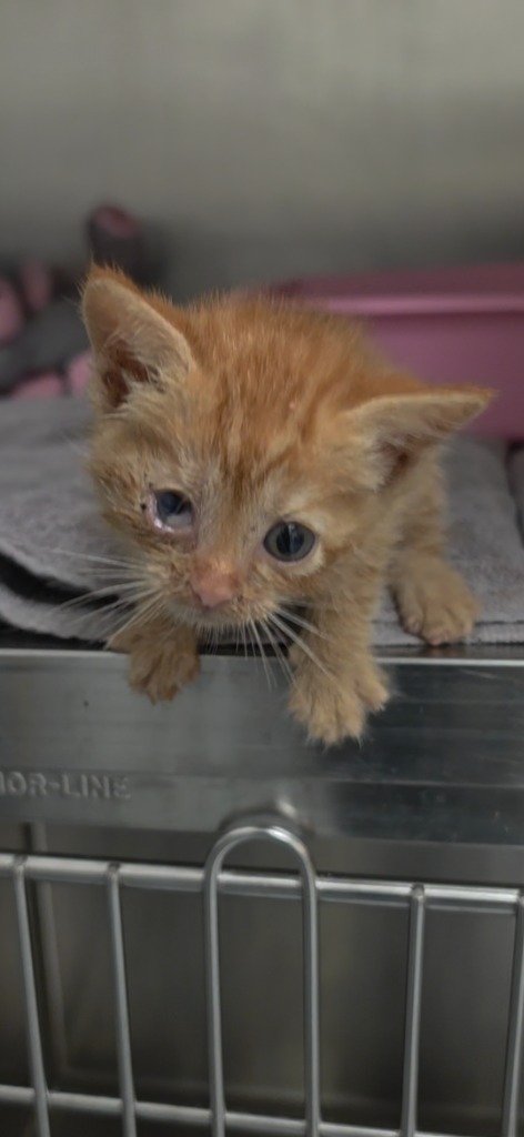 Shelter Stray Female Cat last seen Midwest City, 8485 E Reno Ave, Midwest City, OK 73110, USA