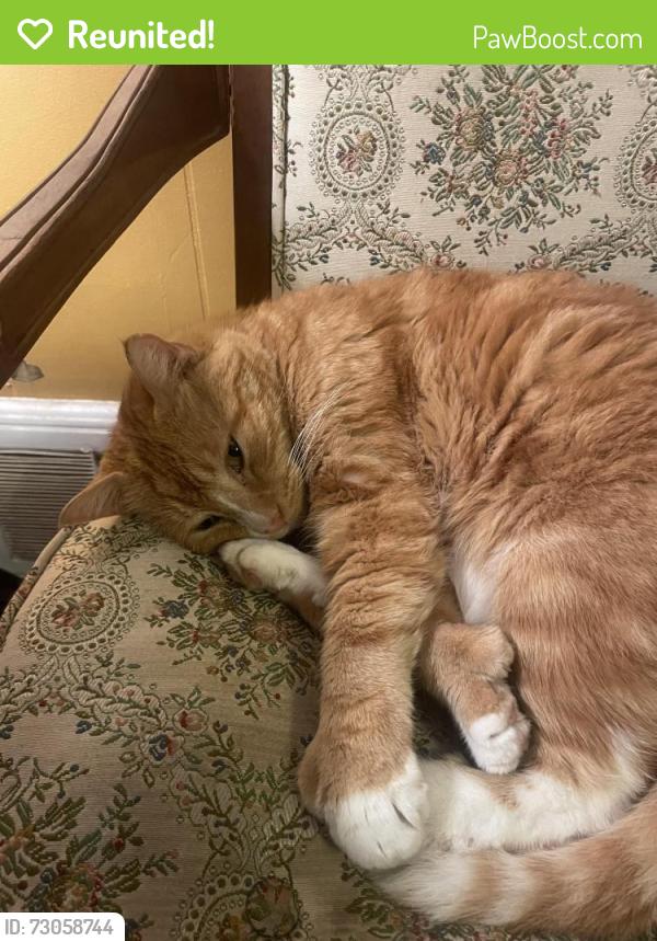 Reunited Male Cat last seen Downtown Buffalo, MN, Buffalo, MN 55313
