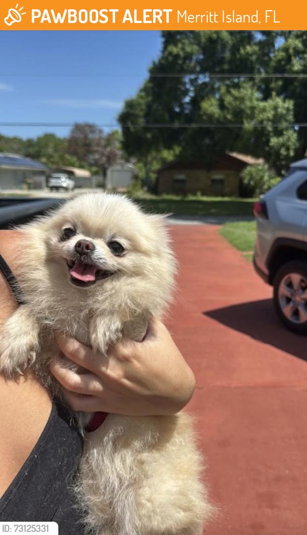 Found/Stray Female Dog last seen lucas road, Merritt Island, FL 32953