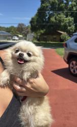 Found/Stray Female Dog last seen lucas road, Merritt Island, FL 32953