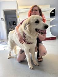 Reunited Female Dog last seen 18th and Oakley, Topeka, KS 66604