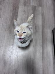 Reunited Male Cat last seen Dennery road, San Diego, CA 92154