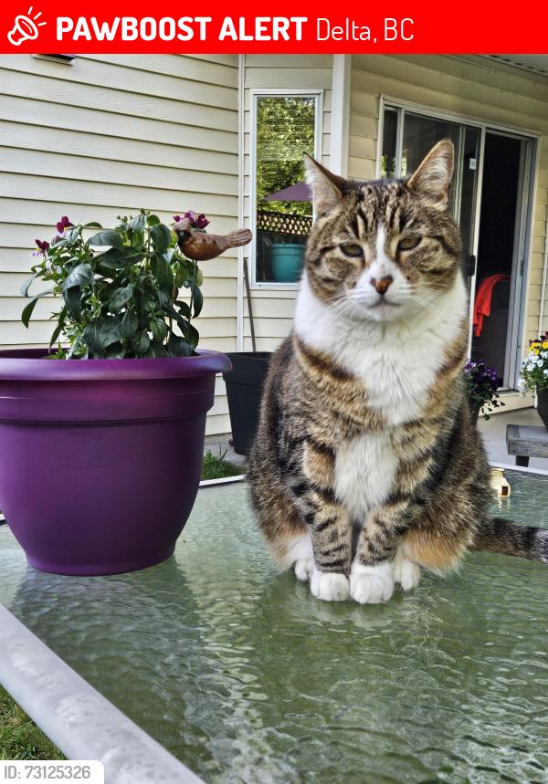 Lost Male Cat last seen 92nd Ave and Hardy Road North Delta, Delta, BC 